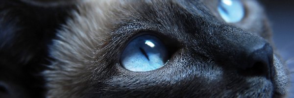 Oczy, Pyszczek, Kot