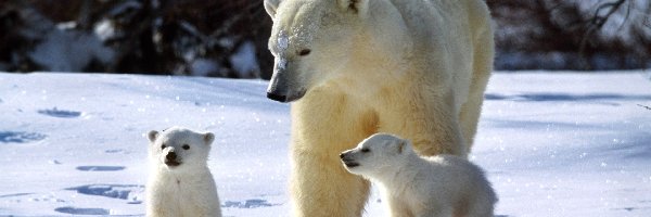 Polarnych, Niedźwiedzi, Rodzina