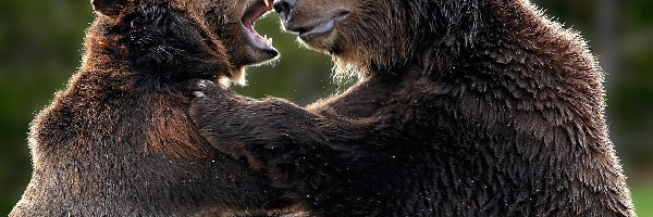 Walka, Niedźwiedzie