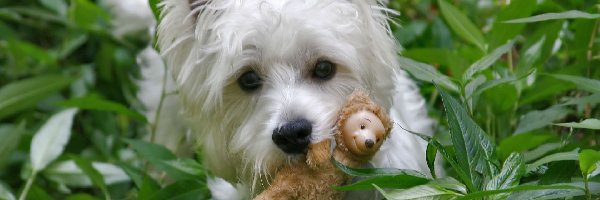 Zabawka, West Highland White Terrier