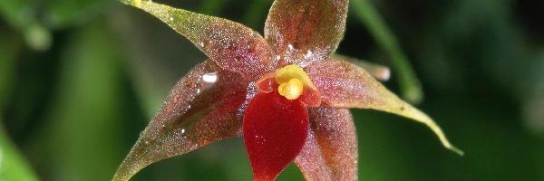 Orchidea, Miniaturowa