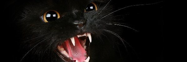 Zęby, Kot, Czarny