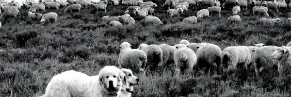 owce, stado, Owczarki węgierskie Kuvasz