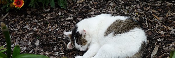 Ogród, Kotek, Śpiący