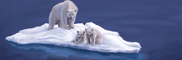 Kra, Polarne, Niedźwiedzie