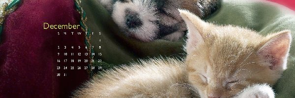 Kot, Siberian Husky, Kalendarz, Pies