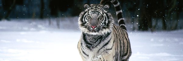 Bieg, Śnieg, Tygrys