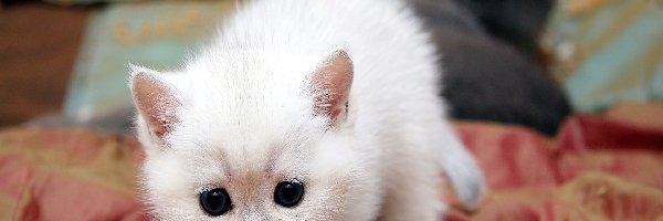 Kociak, Puszysty, Biały