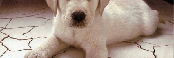 Labrador Retriever, Piesek, Biały