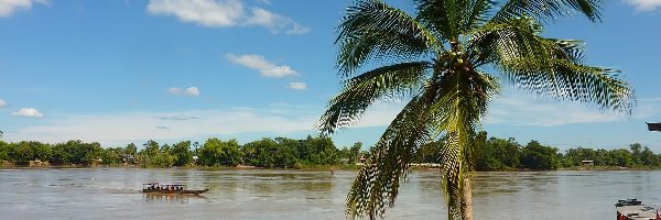 Rzeka, Brzeg, Amazonka, Brazylia, Palma