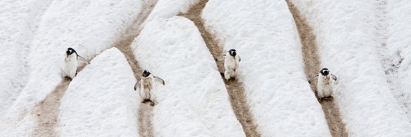 Śnieg, Pingwiny
