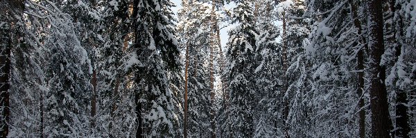 Zima, Śnieg, Las