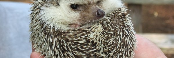 Jeż, Kłębek, Igły, Dłoń