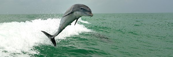 Fale, Morze, Delfin
