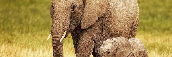 Słoń, Słoniątko, Małe, Mama