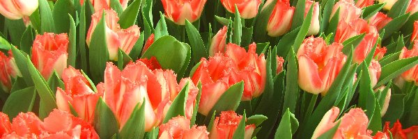 Tulipany, Czerwone, Kwiaty