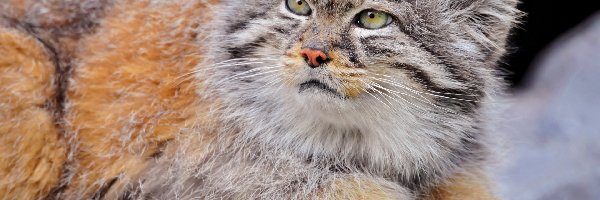 Skała, Manul, Leżący