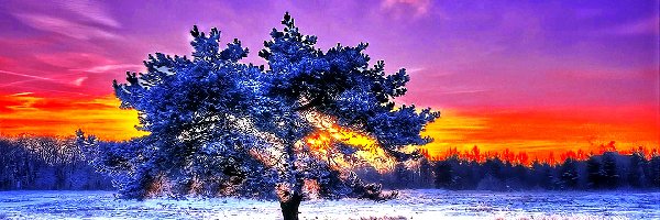Słońca, Śnieg, Drzewo, Zachód