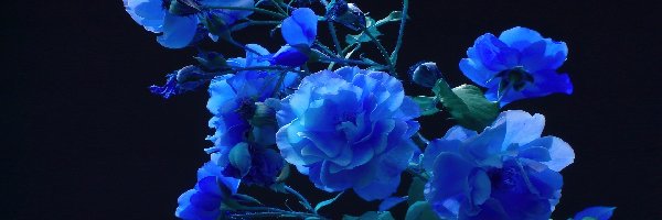 Róże, Błękitne
