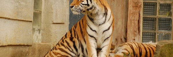 Bengalski, Tygrys, Zapatrzony