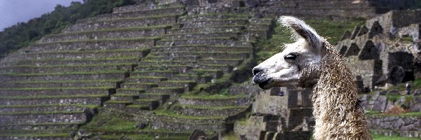 Peru, Machu Picchu, Lama