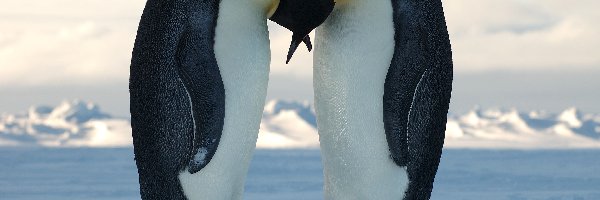 Pingwinów, Śnieg, Pocałunek, Para