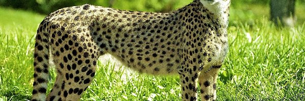 Zieleń, Cętki, Gepard