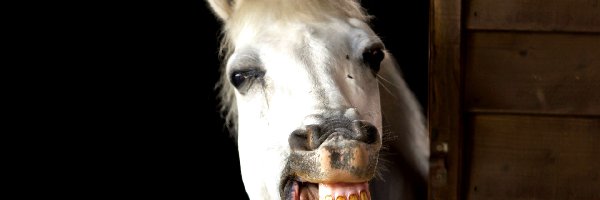 Zęby, Koń, Biały