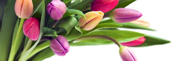 Tulipanów, Kolorowych, Bukiet