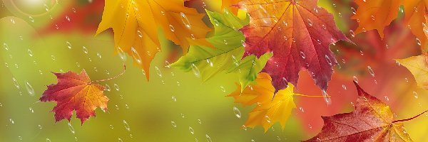 Deszcz, Art, Jesień, Liście