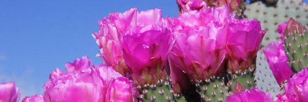 Kaktusa, Kwiaty