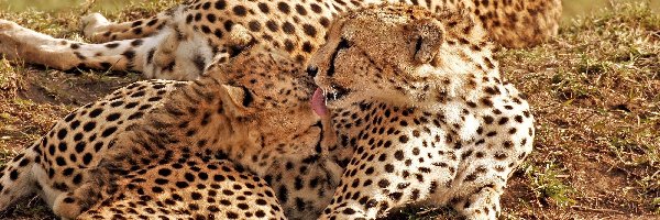 Gepardów, Pięknych, Rodzinka