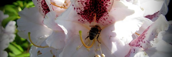 Pszczoła, Różanecznik, Kwiat