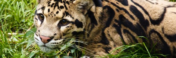 Trawa, Ocelot