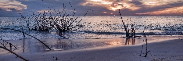 Krzewy, Plaża, Morze