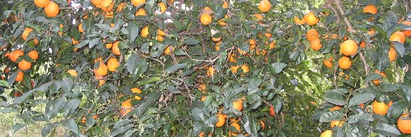 Drzewo, Pomarańcze