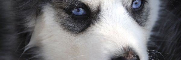 Szczeniak, Oczy, Niebieskie, Siberian Husky