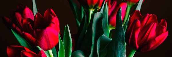 Tulipanów, Czerwonych, Bukiet