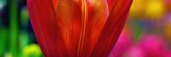 Tulipan, Tło, Kolorowe, Czerwony
