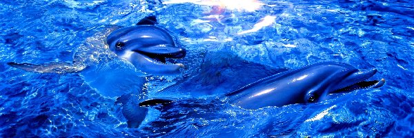 Delfiny, Woda, Błękitna