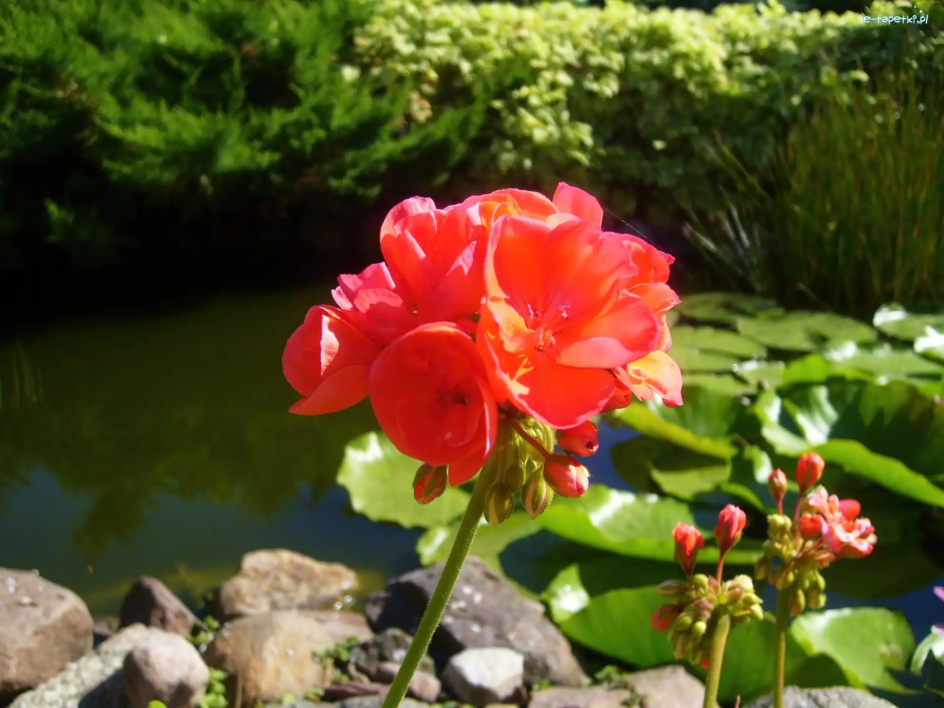 Sadzawka, Czerwona, Pelargonia