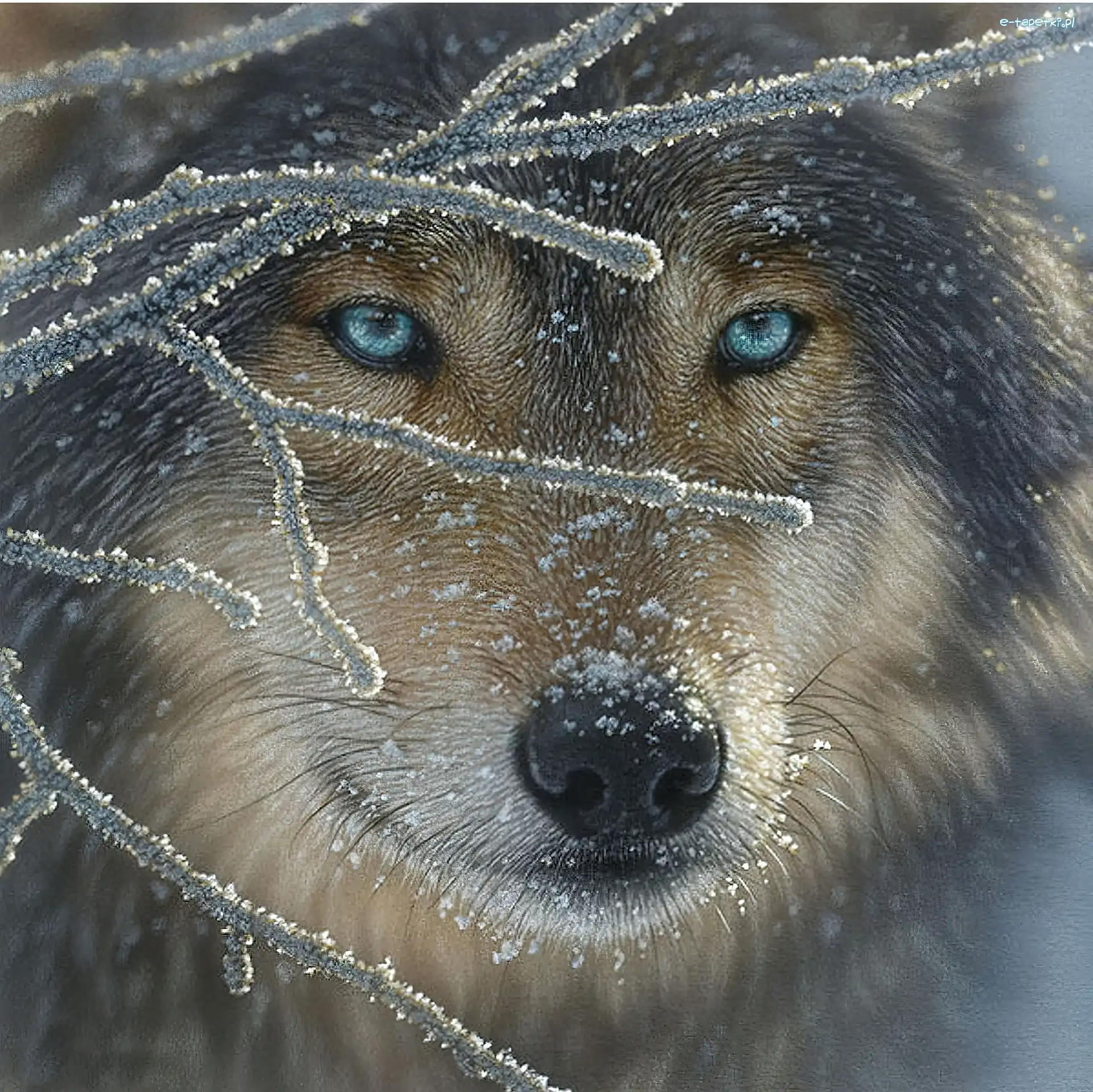 Oczy, Niebieskie, Wilk