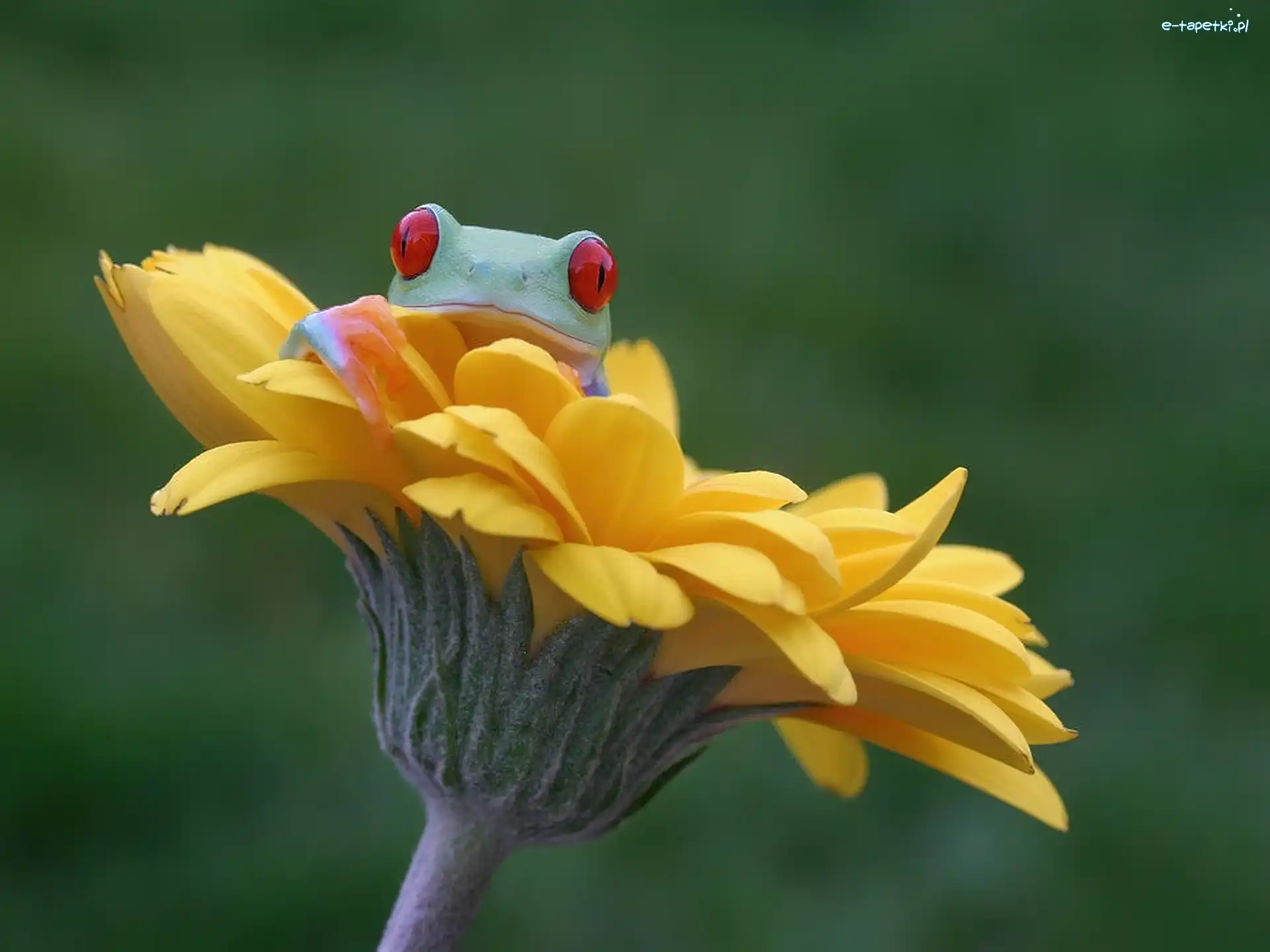 Gerbera, Rzekotka, Żabka