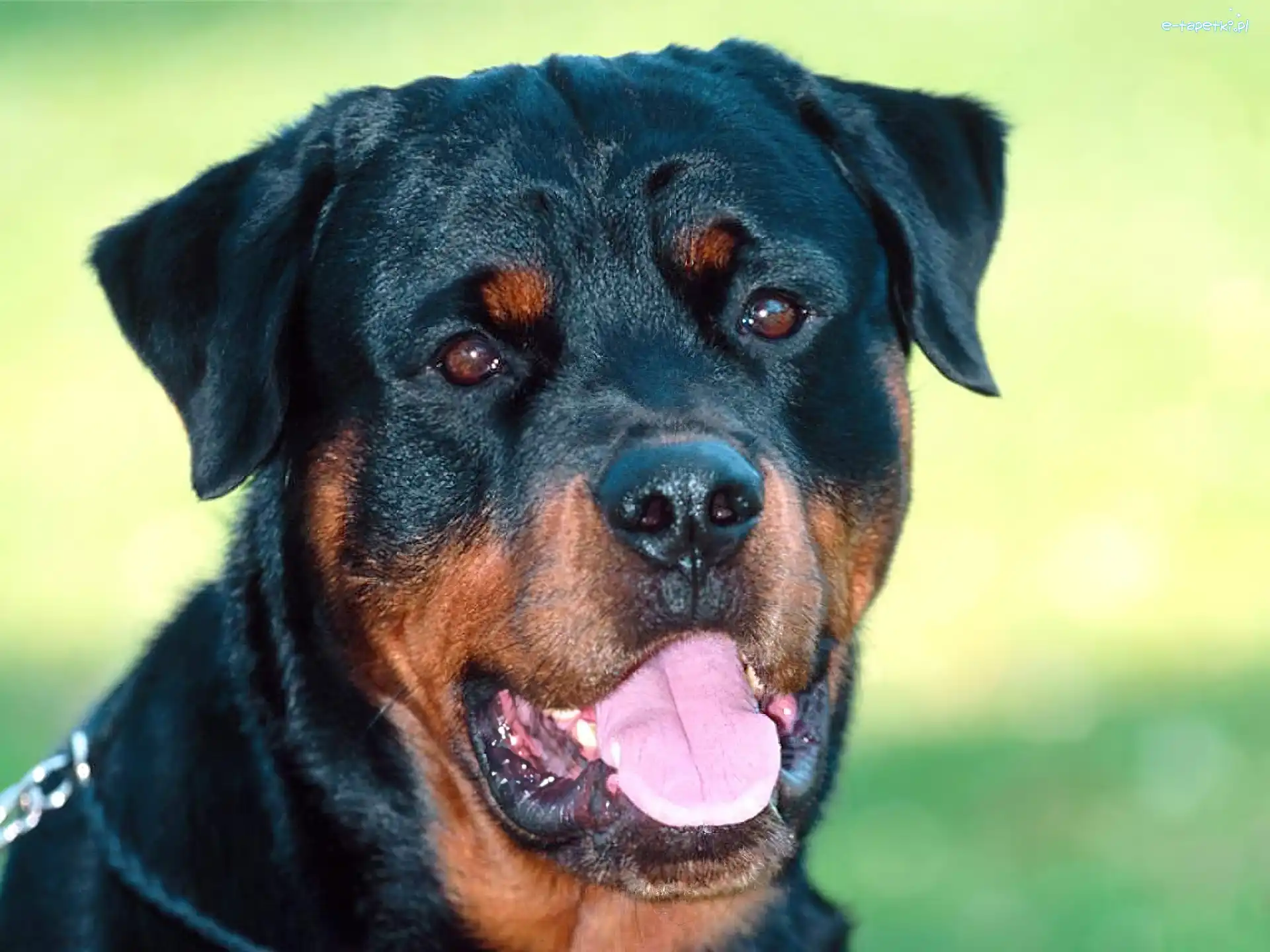 Rottweiler, Pies