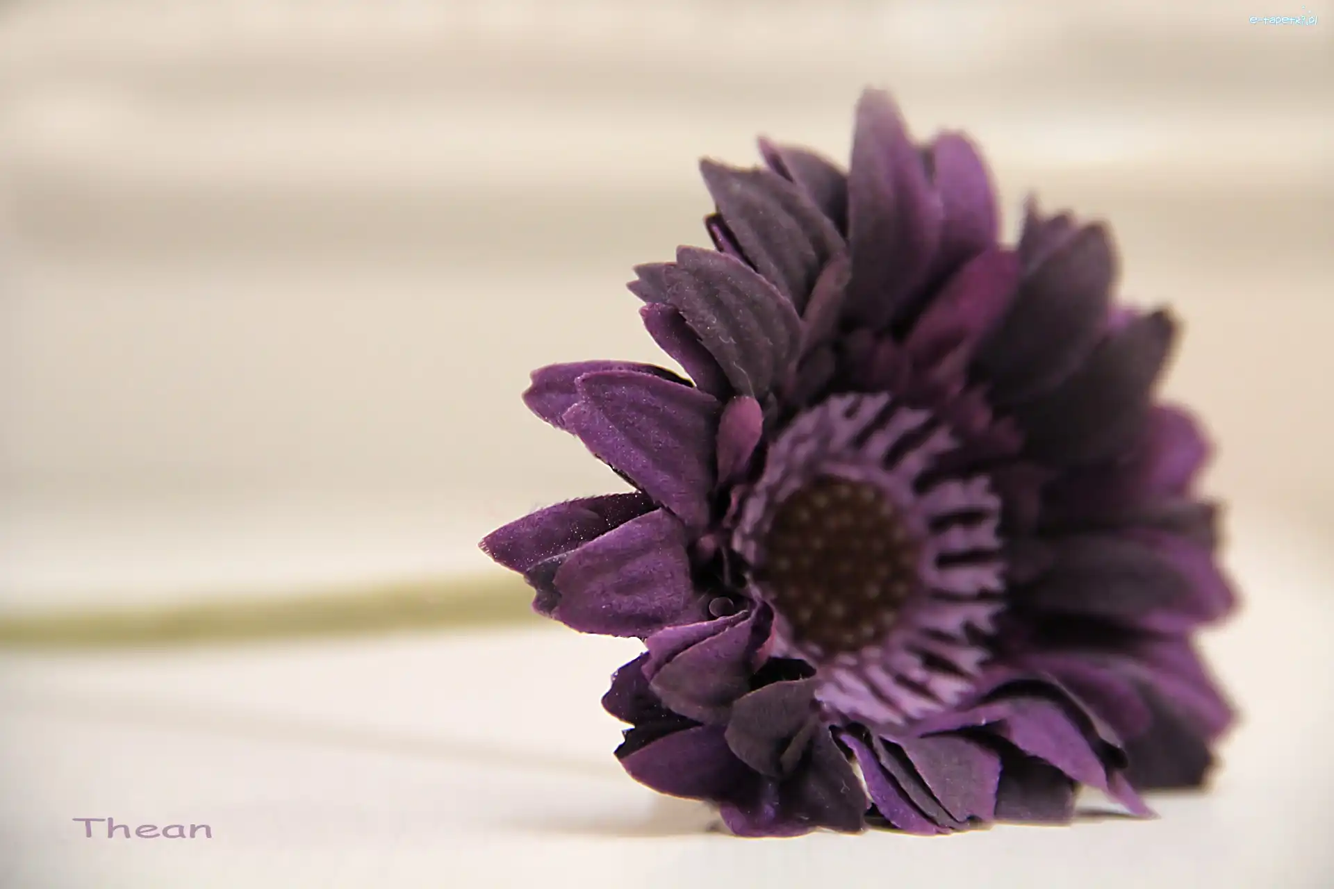 Gerbera, Fioletowa