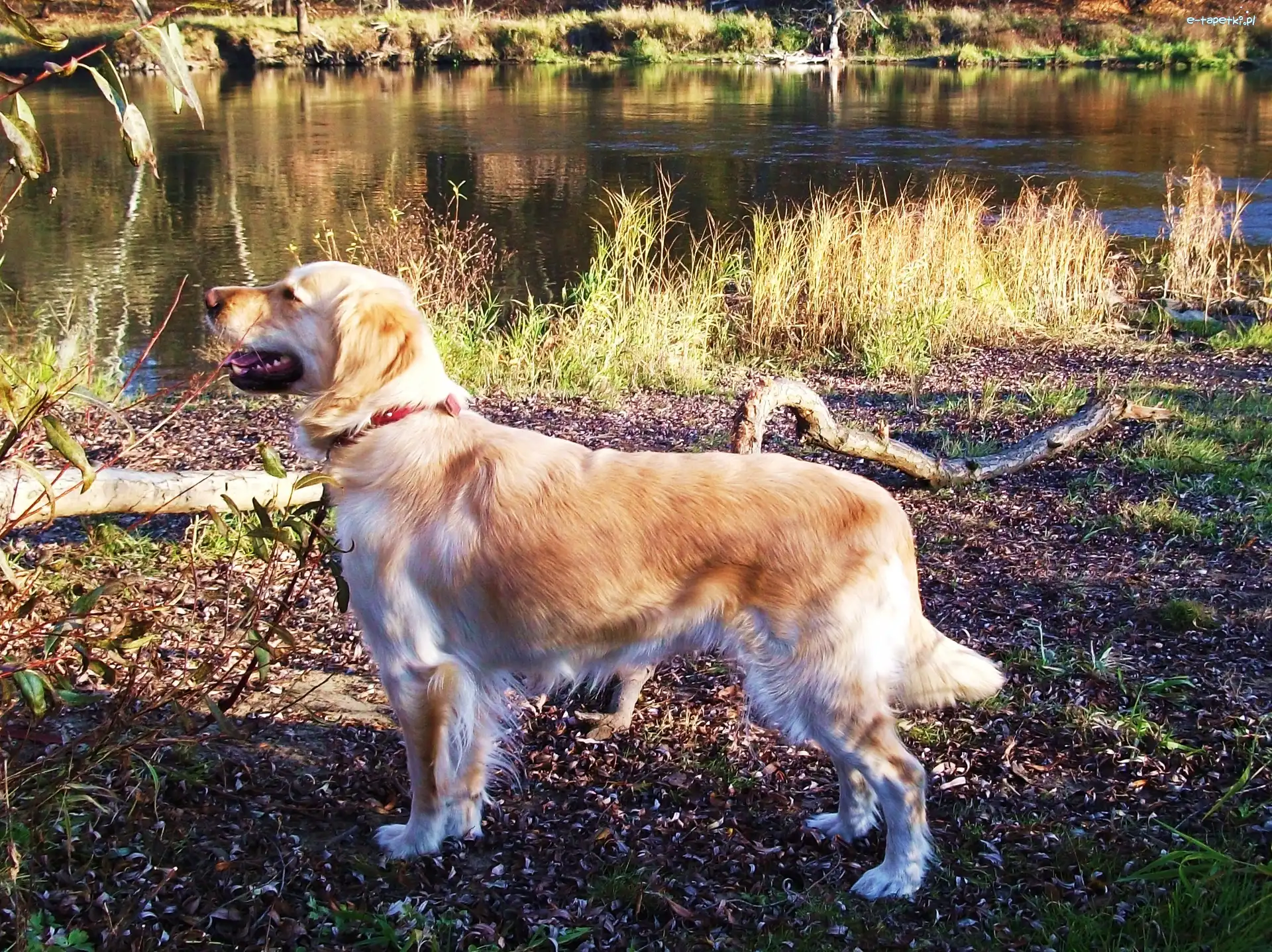 Golden Retriever, Rzeka