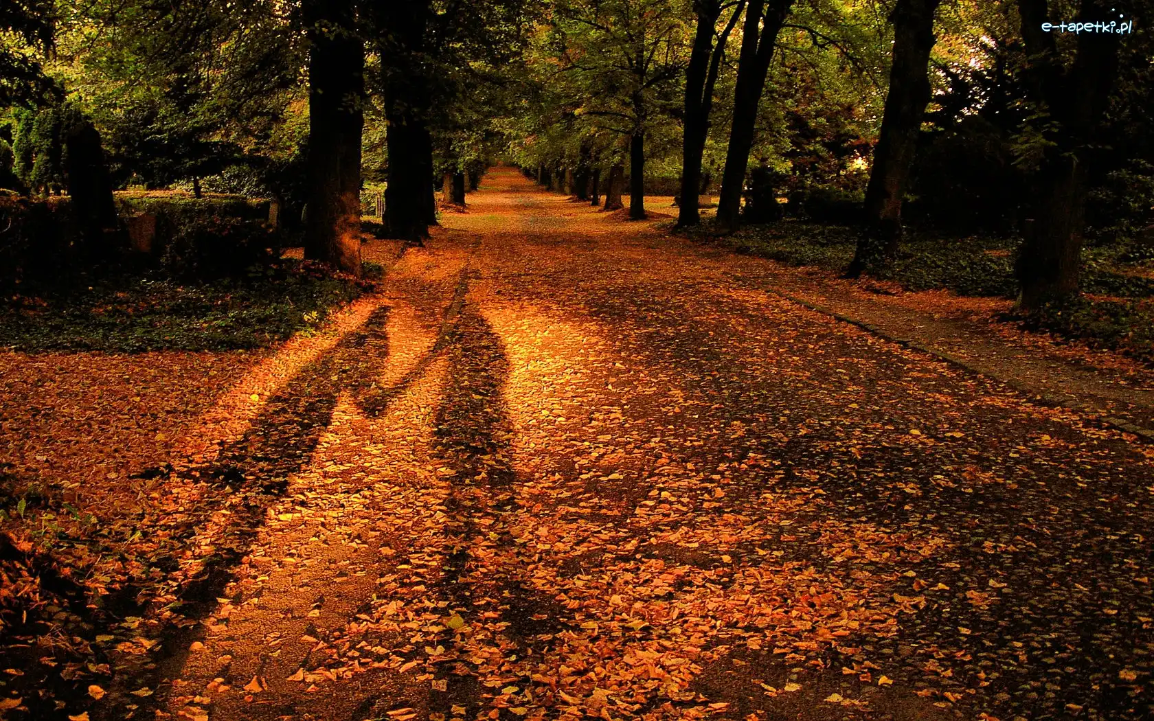 Cień, Liście, Park