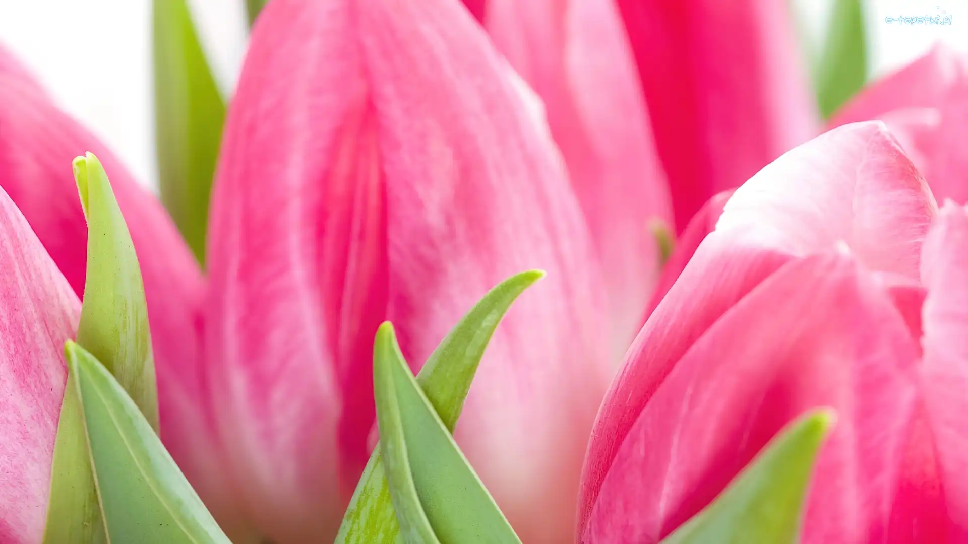 Tulipany, Różowe