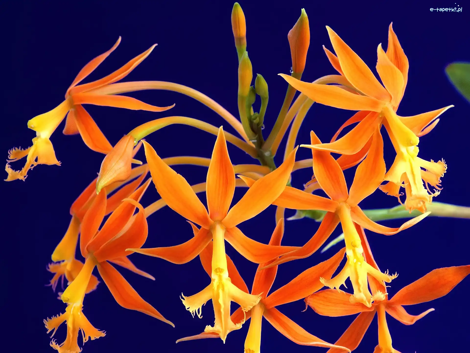 Tropikalna, Orchidea