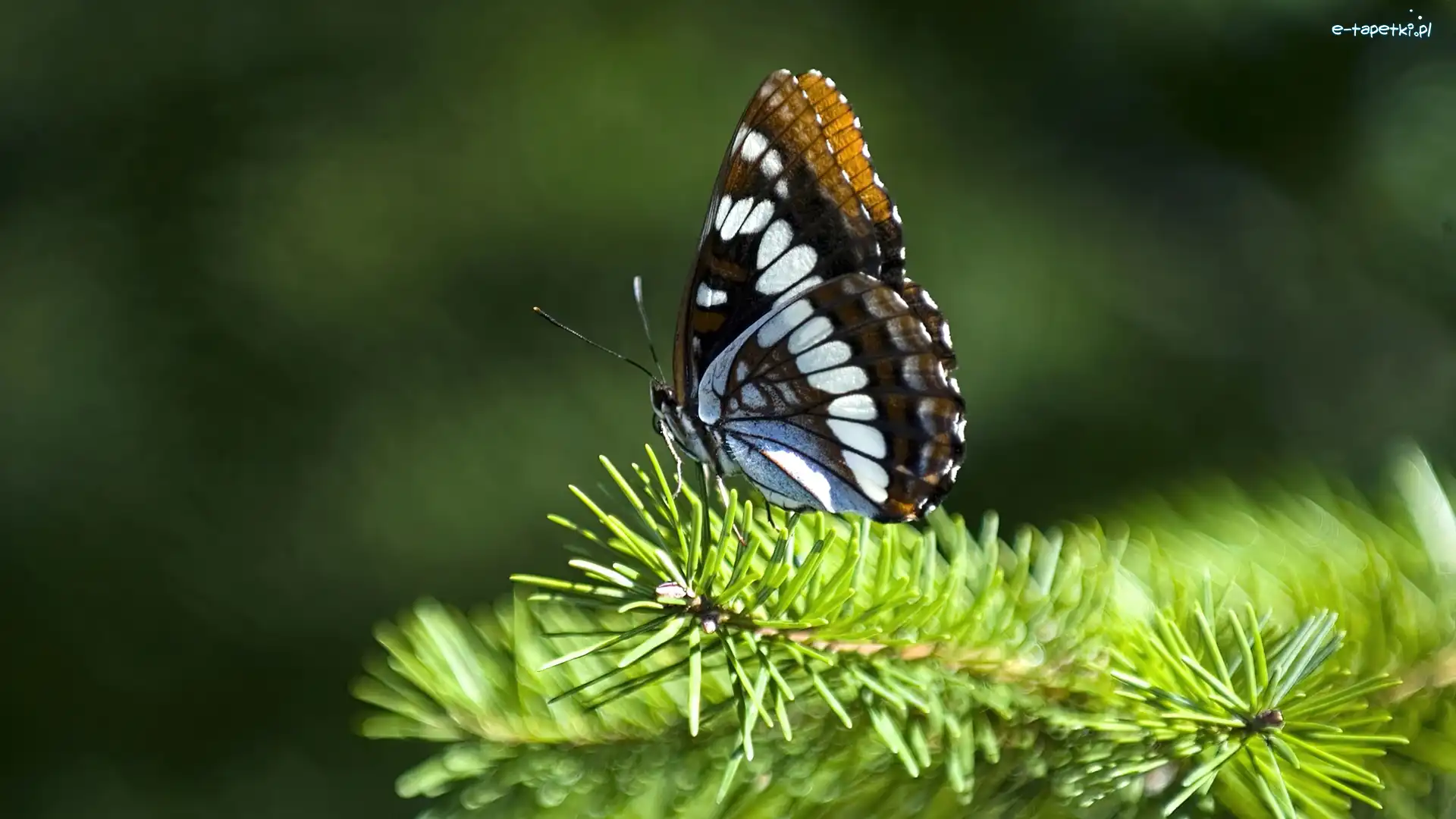 Gałązka, Motyl, Piękny, Zielona
